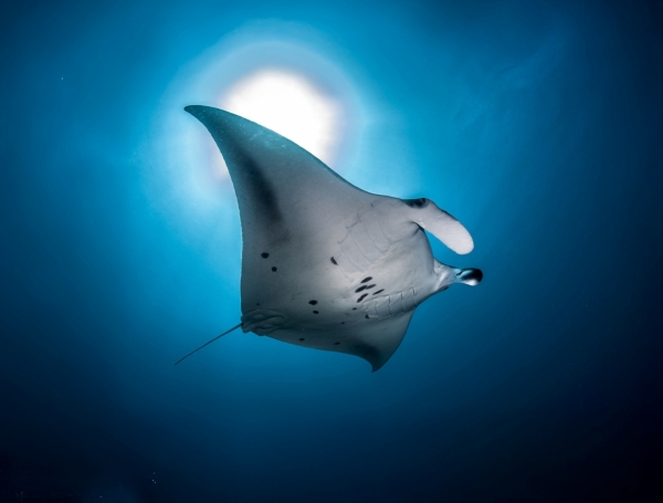 Mantas de Hanifaru